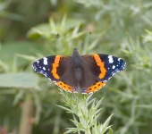 Red Admiral Butterfly (Tom McDonnell)